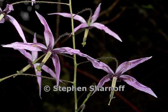 epimedium fargesii 5 graphic